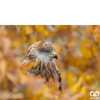 گونه کورکور حنایی Red Kite